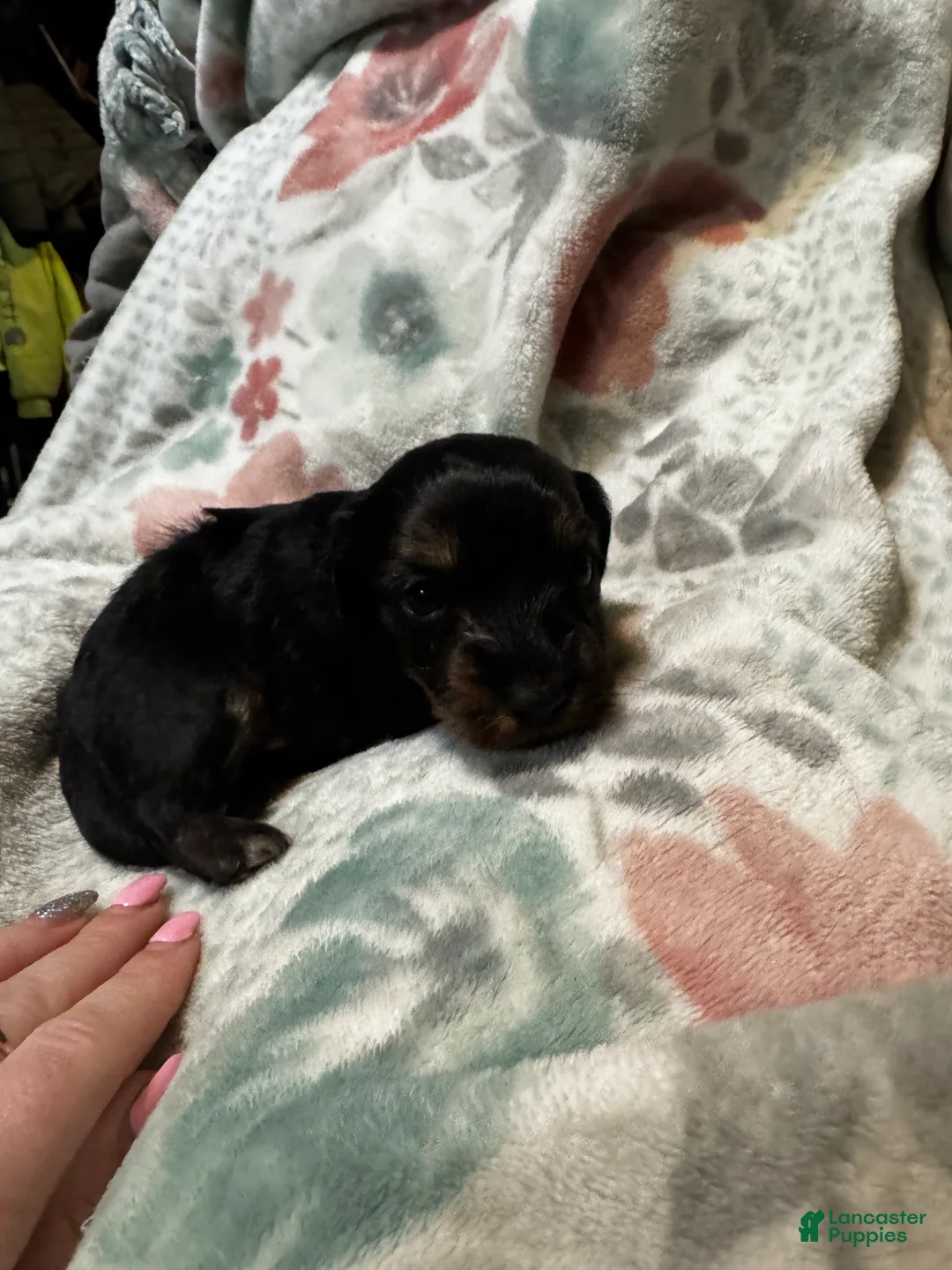 Dorkie dogs for sale: Rocky - Ad 1