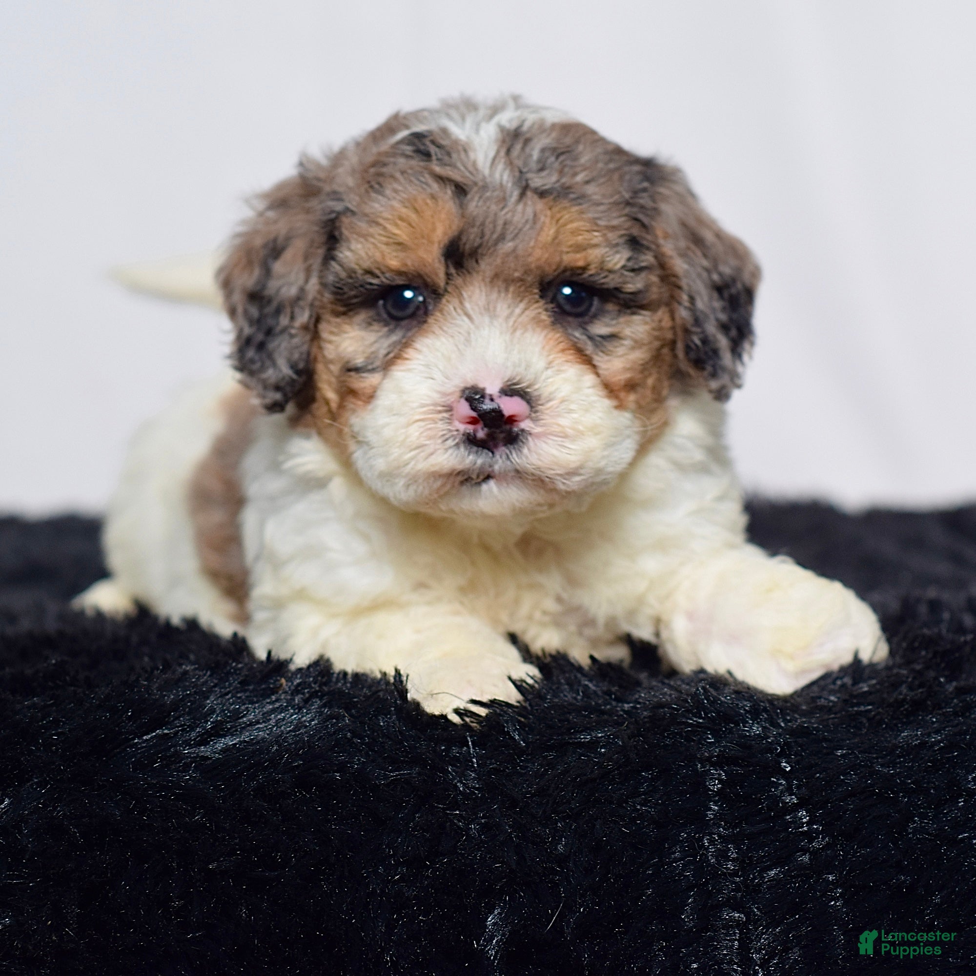 Mini Goldendoodle dogs for sale: Mr. Kirk - Ad 6