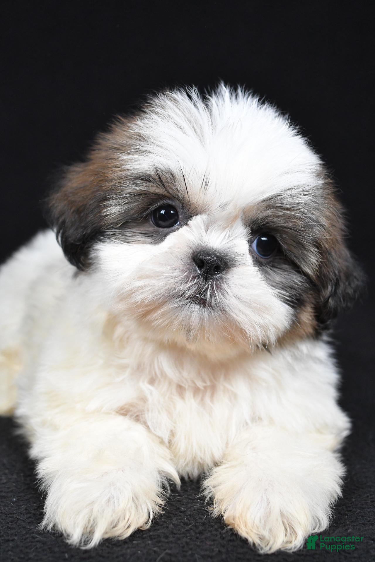 Shih Tzu dogs Gracie - Ad 2