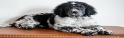 Bernedoodle dogs for sale: Bernedoodle Puppy 8 - Ad 3