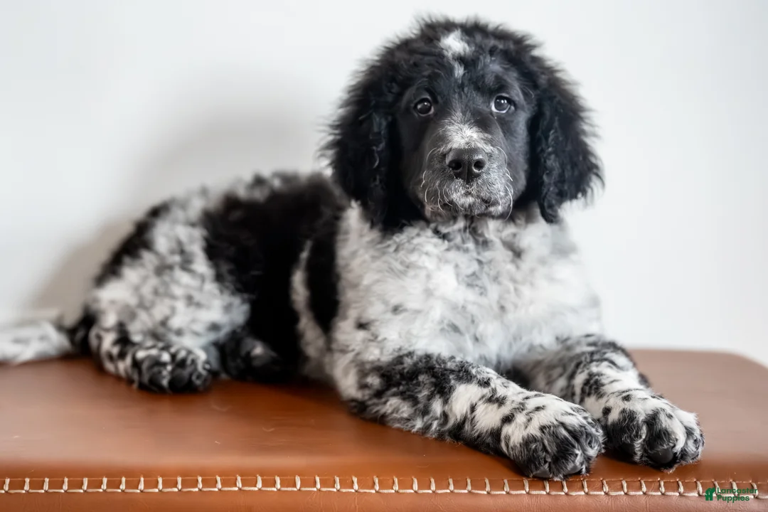 Bernedoodle dogs for sale: Bernedoodle Puppy 8 - Ad 3