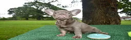 French Bulldog dogs for sale: French Bulldog 1 - Ad 3