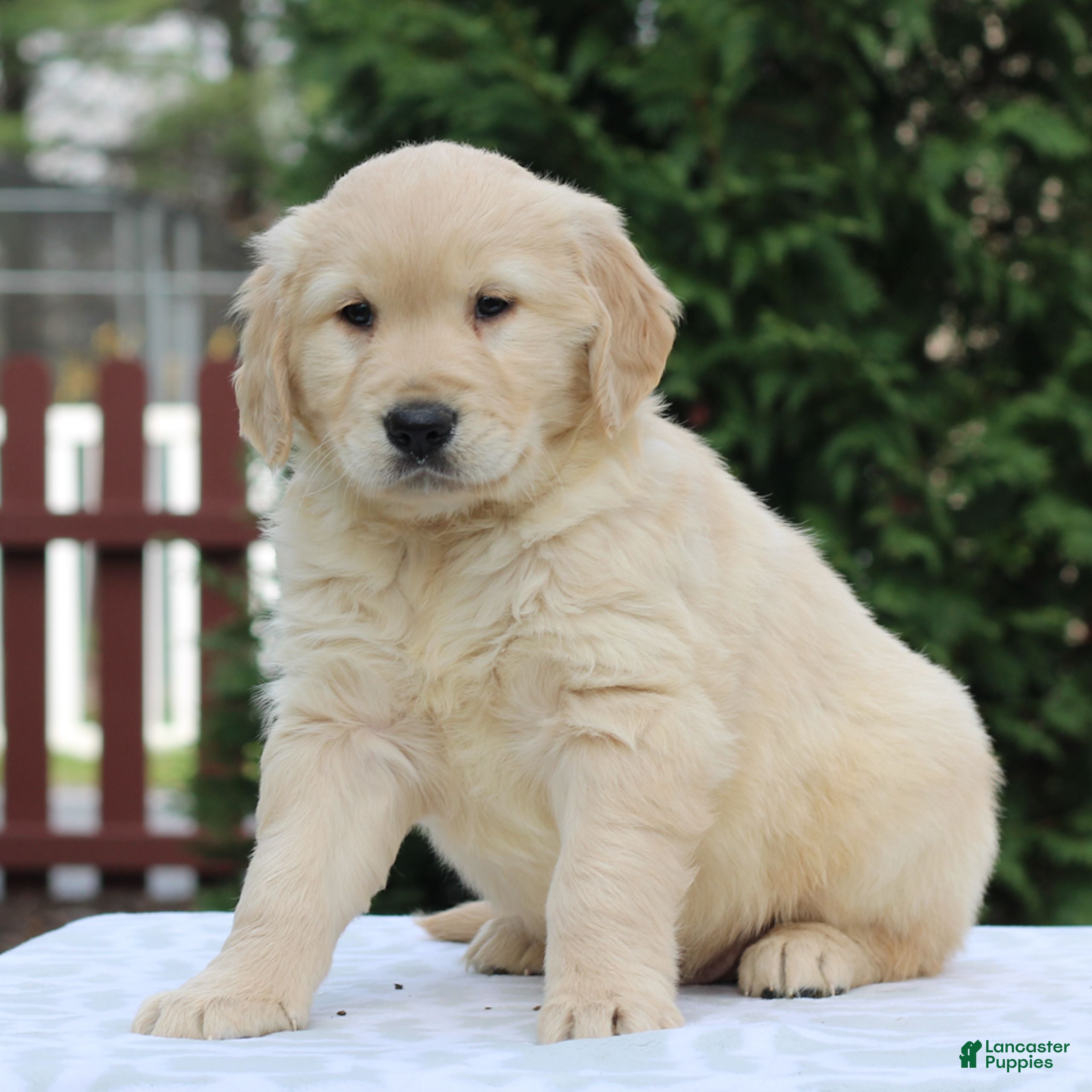 Golden Retriever dogs Rocky  - Ad 1