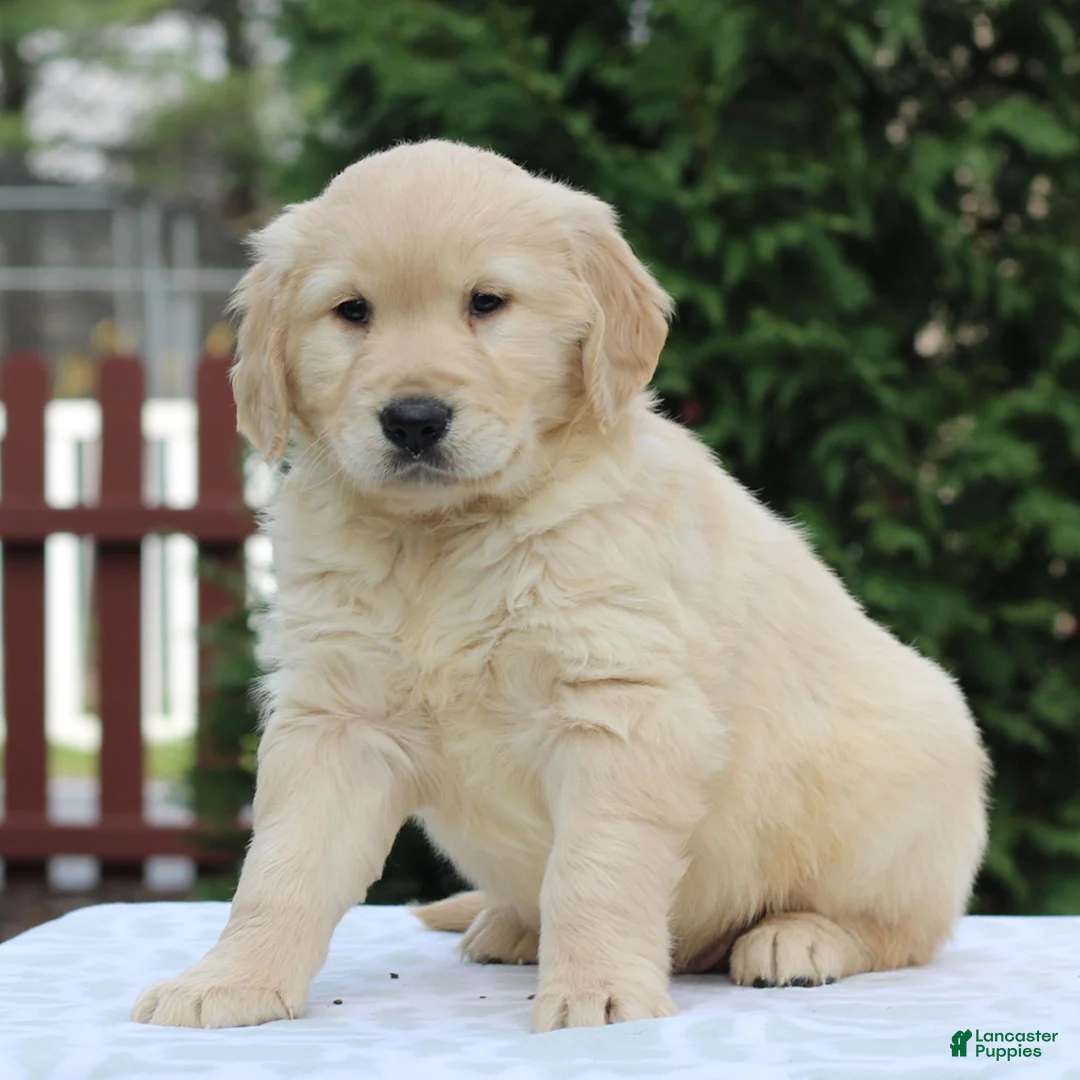 Golden Retriever dogs for sale: Rocky  - Ad 1