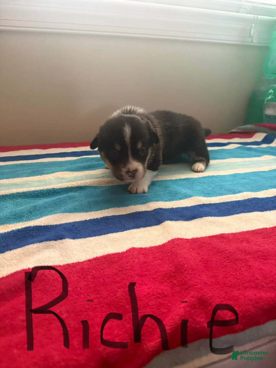 Welsh Corgi Pembroke dogs for sale: Richie - Ad 2