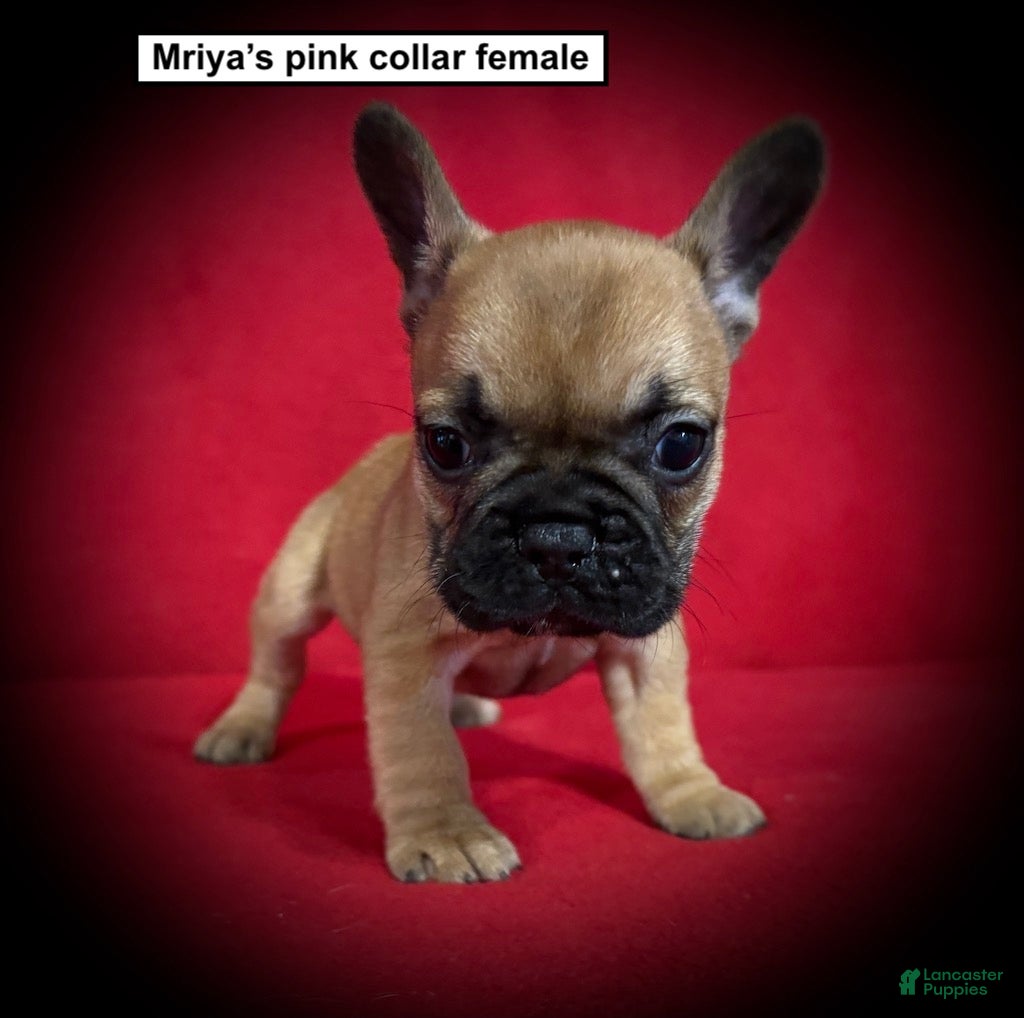 French Bulldog dogs AKC Mriya's Pink Collar Female - Ad 24