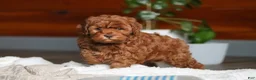 Cockapoo dogs for sale: Willow - Ad 11