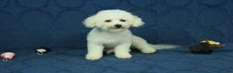 Bichpoo dogs for sale: Rory - Ad 13