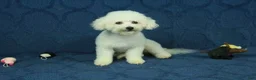 Bichpoo dogs for sale: Ruth - Ad 7