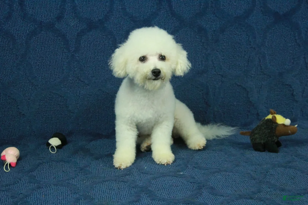 Bichpoo dogs for sale: Ruth - Ad 7