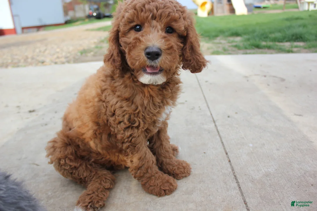 Cavapoo dogs for sale: Hazel - Ad 1