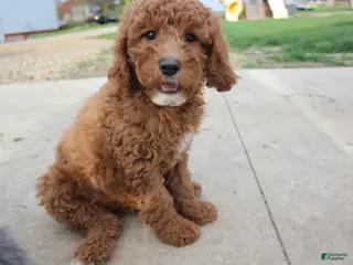 Cavapoo dogs for sale: Hazel - Ad 2