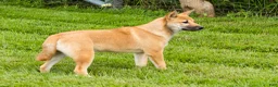 Shiba Inu dogs for sale: Jake - Ad 6