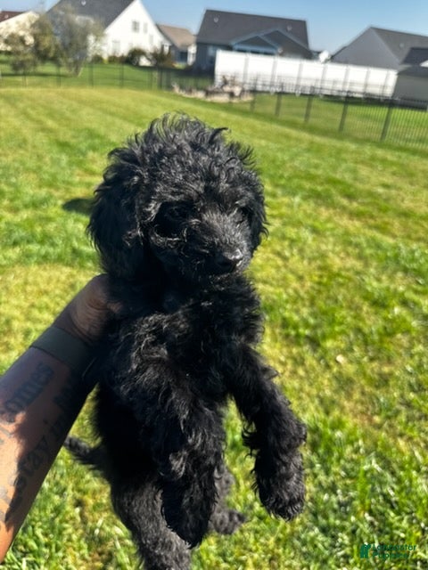 Puppies for sale in Delaware | Lancaster Puppies