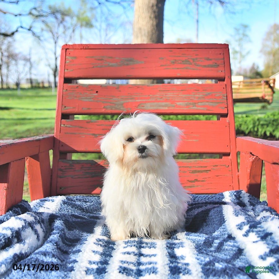 Maltese dogs Cupid EXTRA SMALL - Ad 1