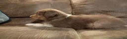 Australian Shepherd dogs for sale: Bruno - Ad 4