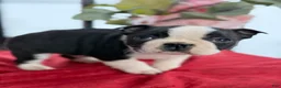 Boston Terrier dogs for sale: Titus - Ad 12