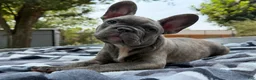 French Bulldog dogs for sale: Bane - Ad 3