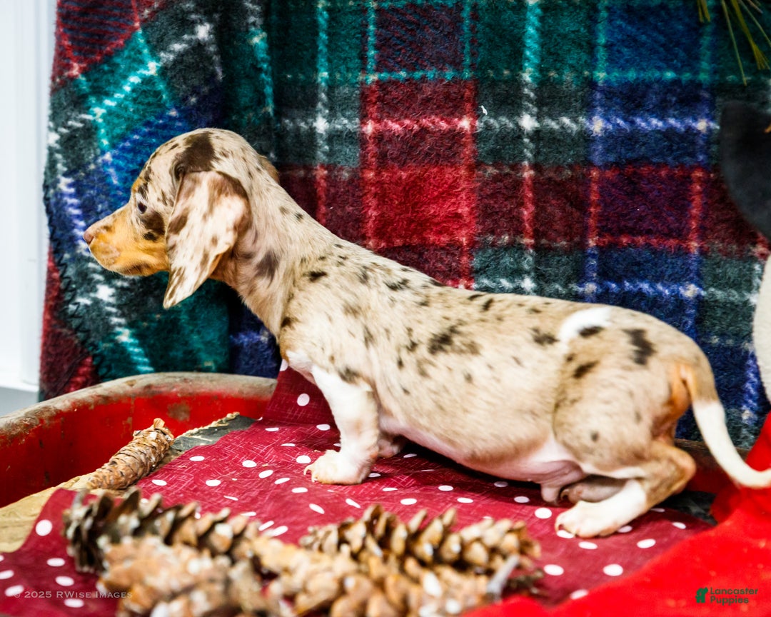 Miniature Dachshund dogs for sale: Ralph - Ad 2