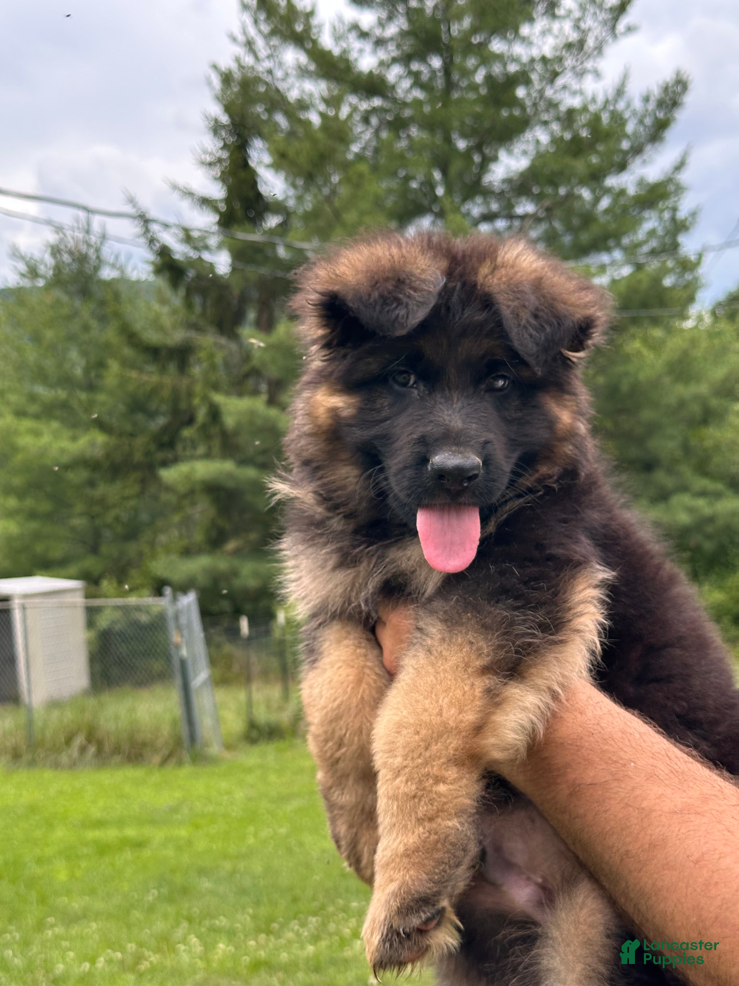 German Shepherd dogs Remy - Ad 1