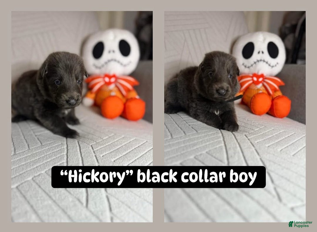 German Shepherd dogs for sale: Hickory - Ad 3