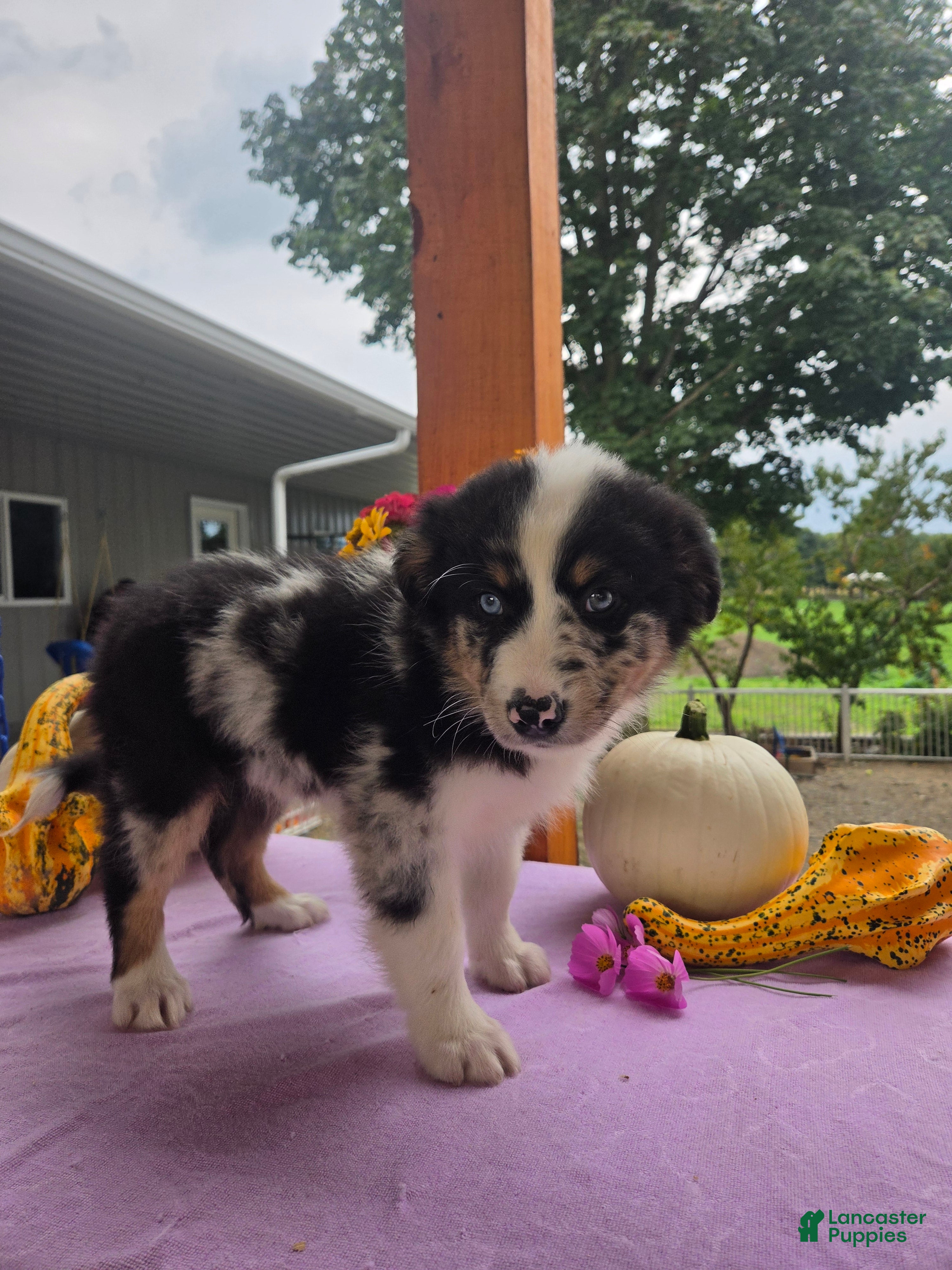 Australian Shepherd dogs Charlie - Ad 2