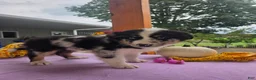 Australian Shepherd dogs for sale: Charlie - Ad 2