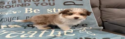 Aussiedoodle dogs for sale: Clover - Ad 3