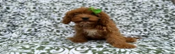 Cavapoo dogs for sale: Dolly - Ad 7