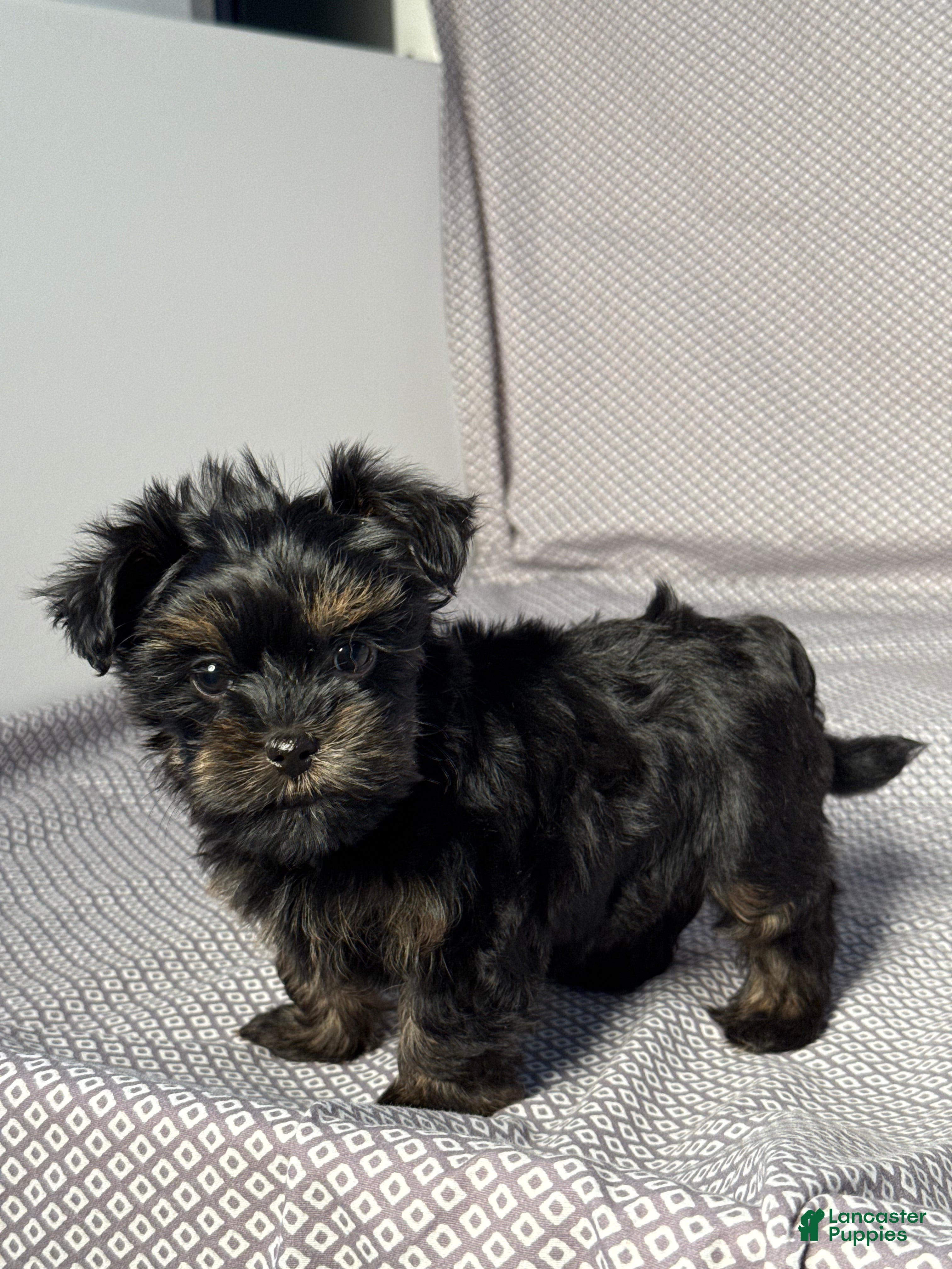 Yorkiepoo dogs Alice - Ad 2