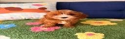 Cavapoo dogs for sale: cooper - Ad 3