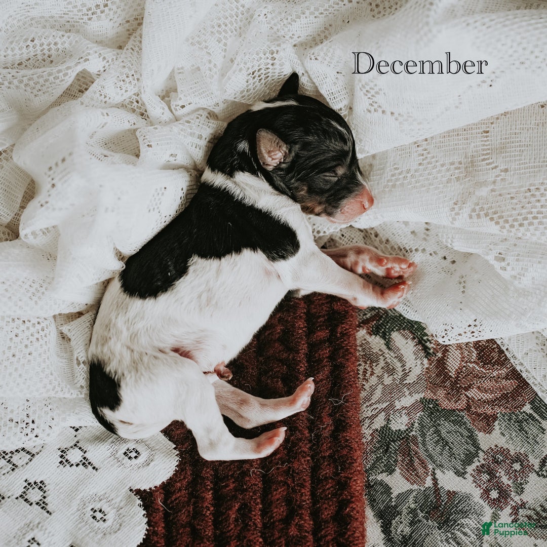 Standard Poodle dogs for sale: December - Ad 2