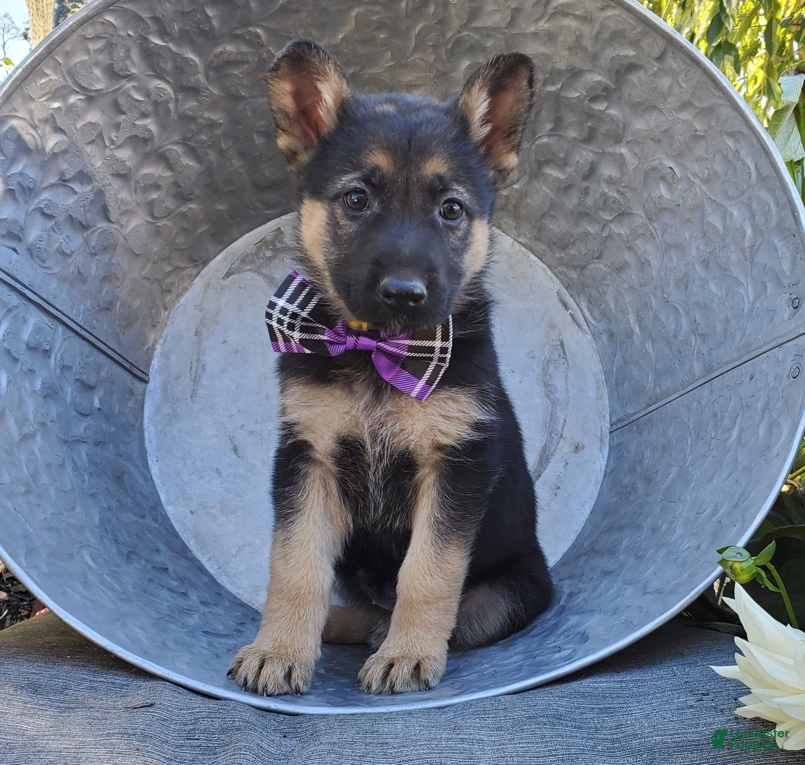 German Shepherd dogs for sale: Tammy - Ad 1