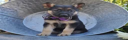 German Shepherd dogs for sale: Tammy - Ad 1