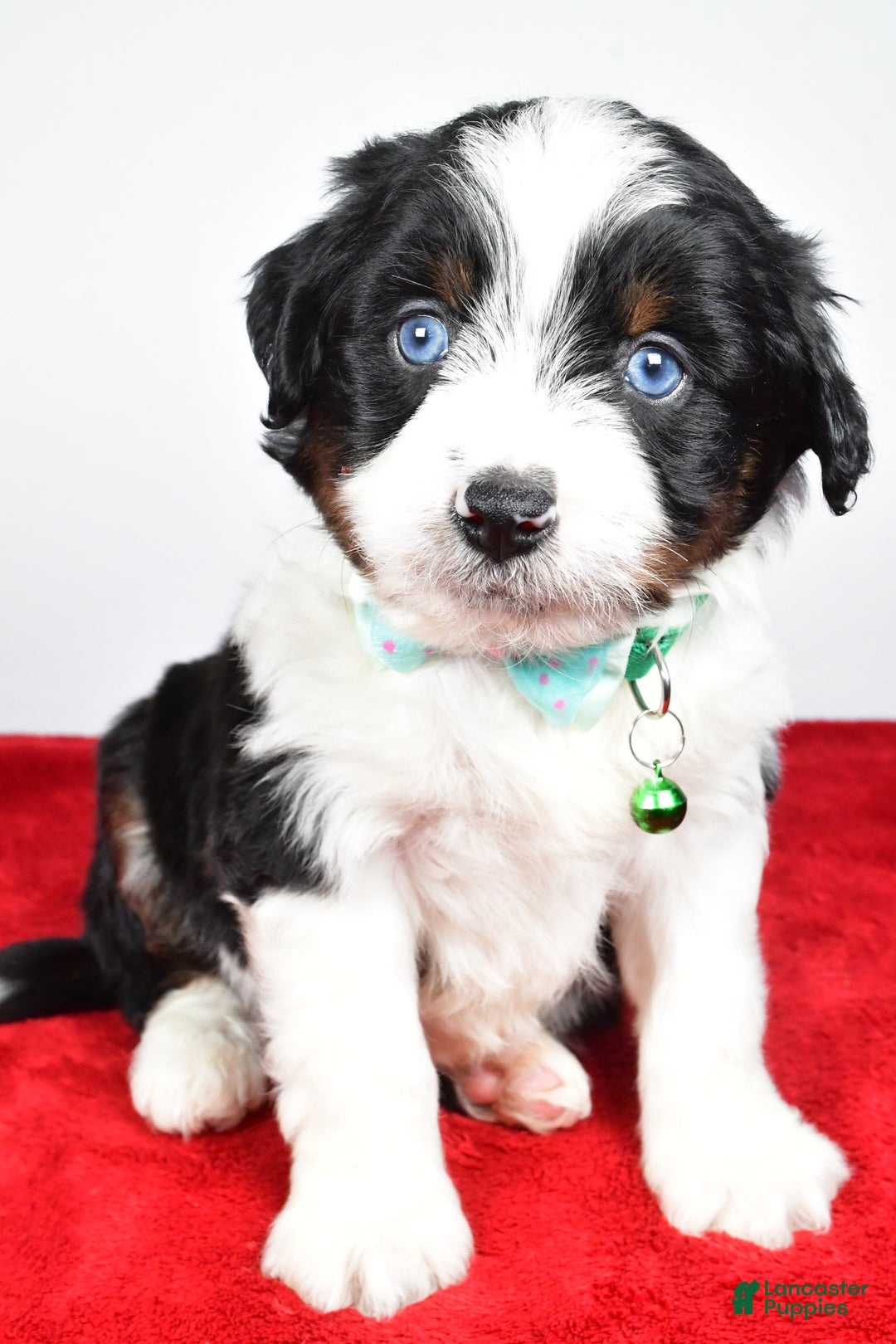 Mini Aussiedoodle dogs for sale: Stephen - Ad 3