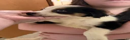 Border Collie dogs for sale: Border Collie 1 - Ad 5