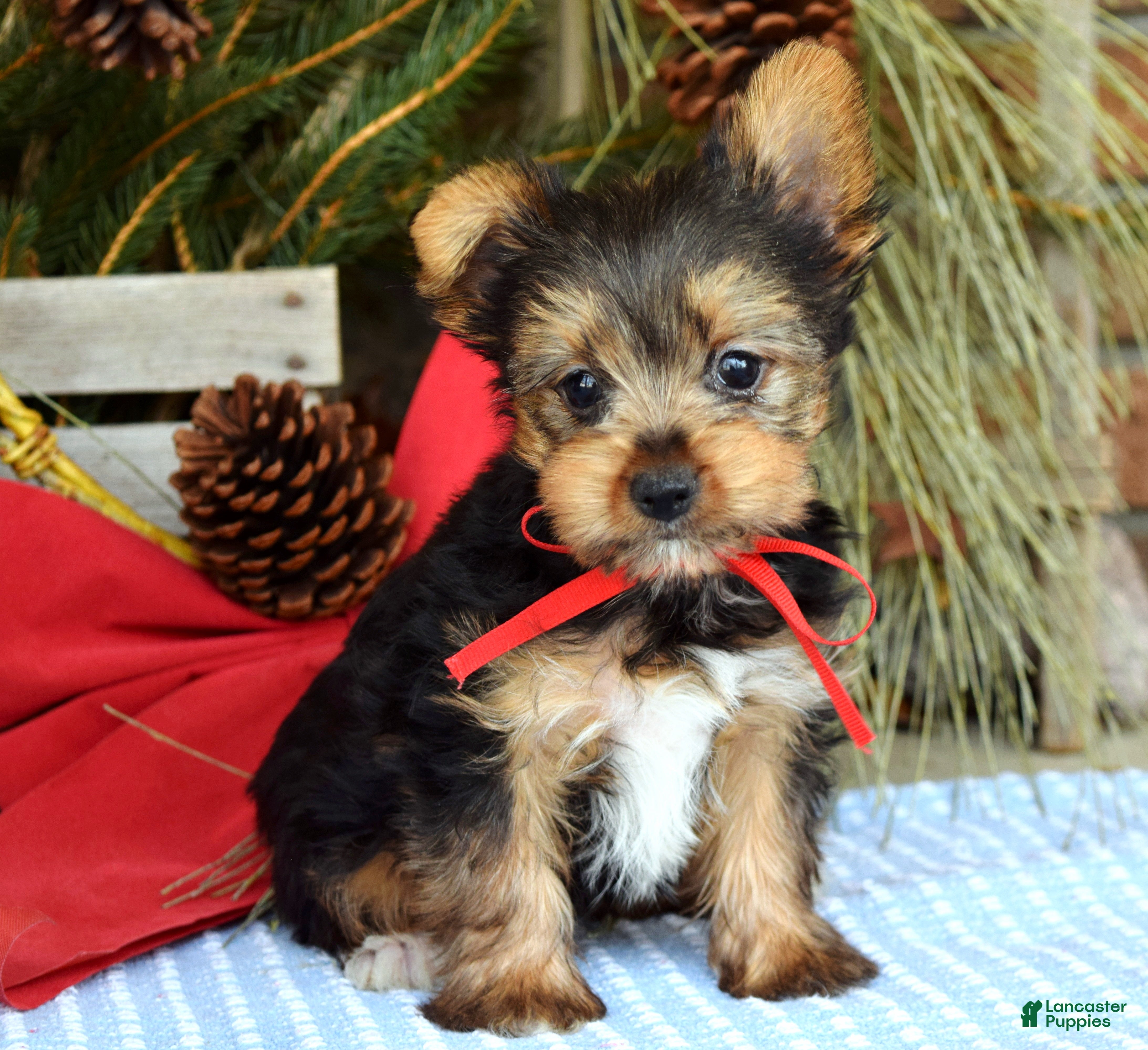 Yorkshire Terrier dogs Mason - Ad 11