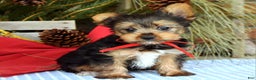Yorkshire Terrier dogs for sale: Mason - Ad 1
