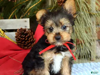 Yorkshire Terrier dogs Mason - Ad 14