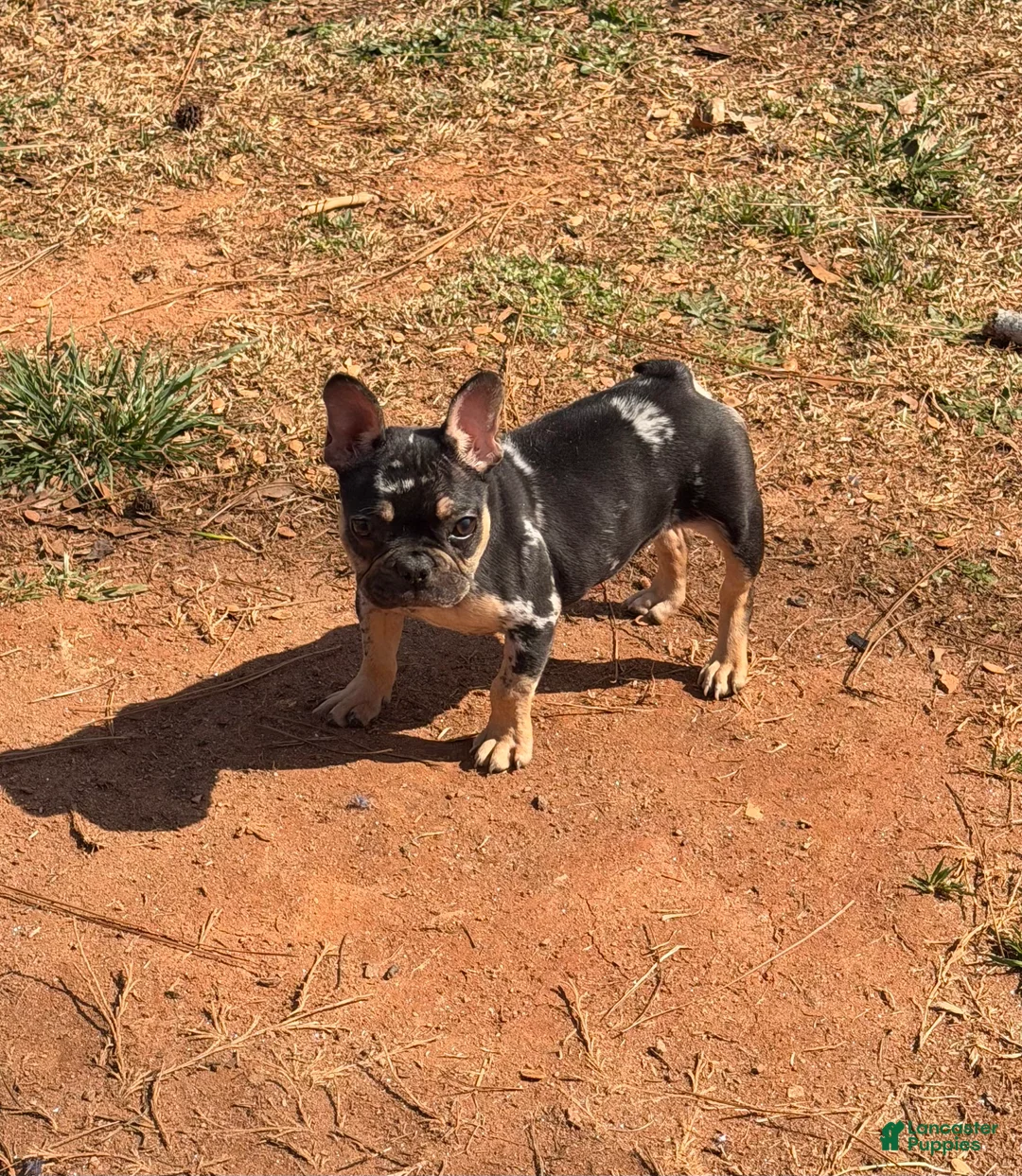 French Bulldog dogs for sale: Nike - Ad 2