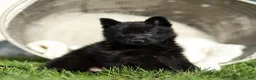 German Shepherd dogs for sale: Ford German Shepherd  - Ad 4