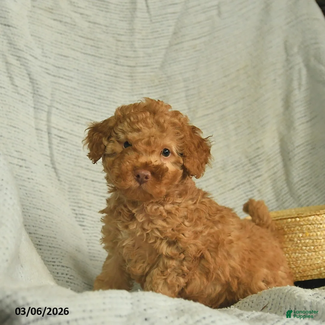 Miniature Poodle dogs for sale: Titan  - Ad 1