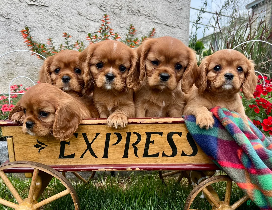Cavalier King Charles Spaniel dogs for sale: Derek❤️AKC Registered - Ad 7