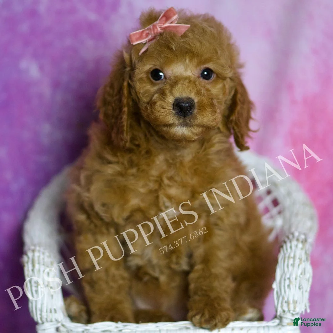 Mini Goldendoodle dogs for sale: Sadie - Ad 4