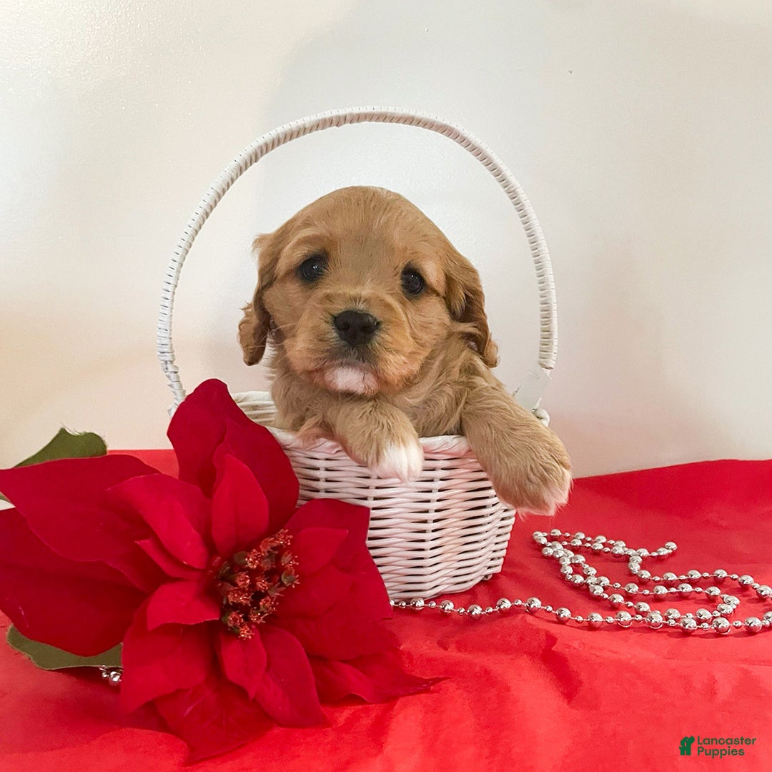 Cavapoo dogs for sale: Marshmallow - Ad 4