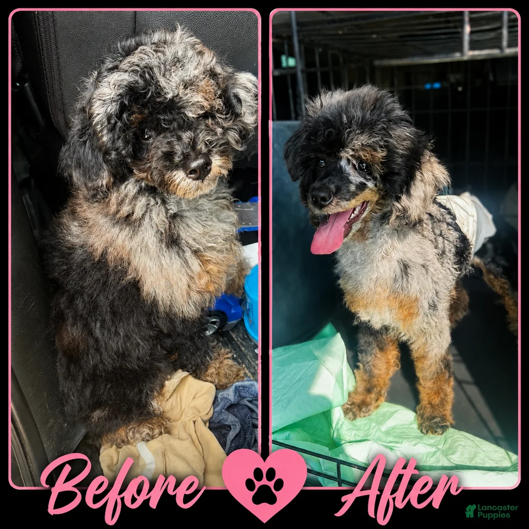 Miniature Poodle dogs for sale: AKC Baxter  - Ad 5