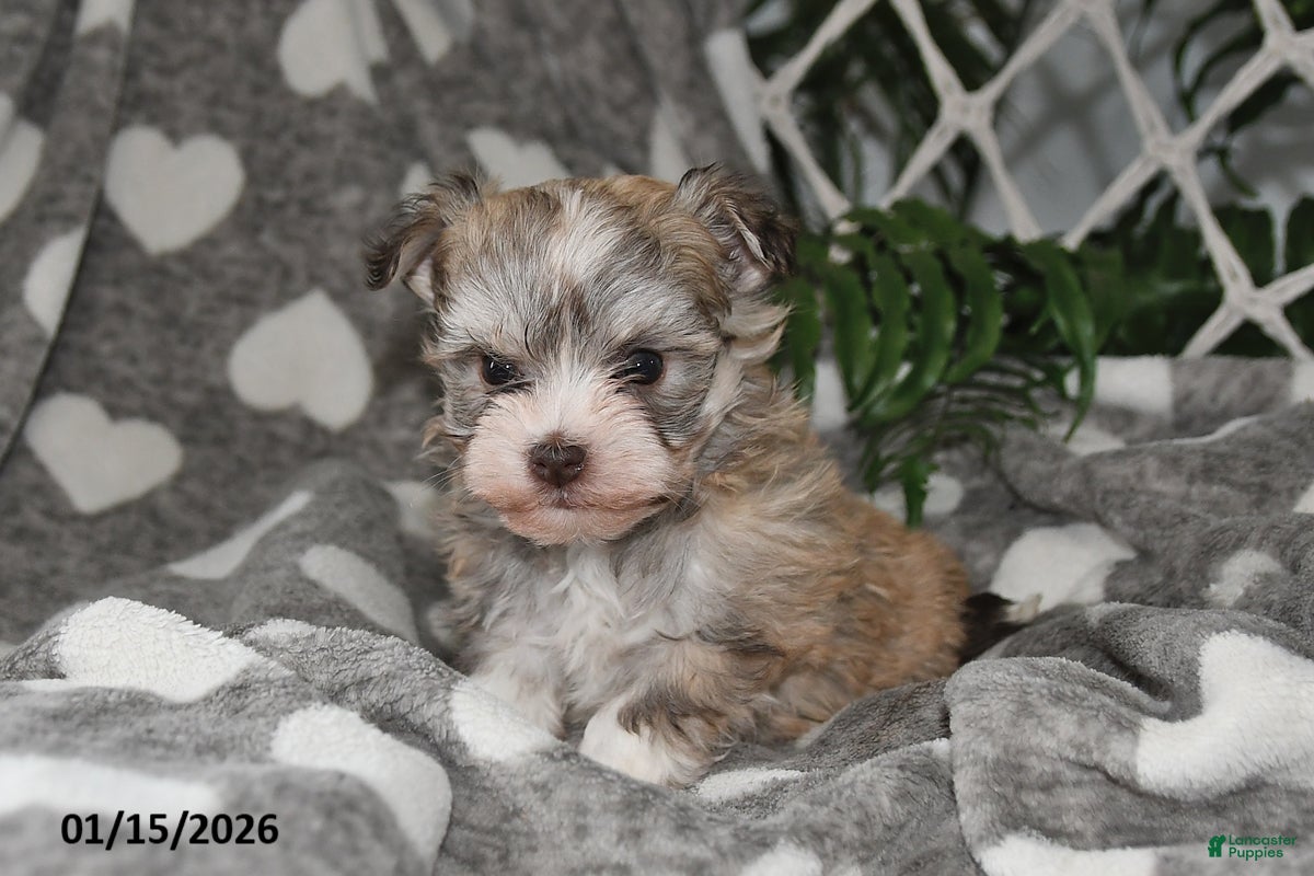 Havanese dogs Gypsy - Ad 23