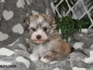 Havanese dogs Gypsy - Ad 21