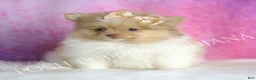 Pomeranian dogs for sale: Ginger - Ad 4