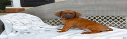 Redbone Coonhound dogs for sale: Blaze - Ad 2